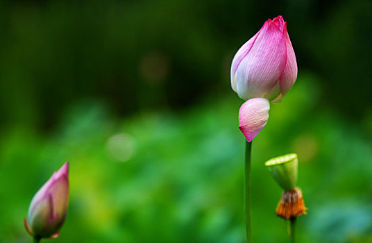 小池莲风起,花开红妆明