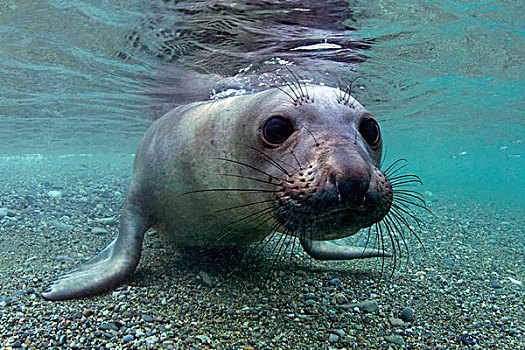 幼兽,北方,海象,北象海豹,浅水,墨西哥,水下