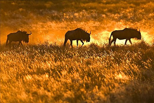 牧群,角马,日落,卡拉哈里沙漠,南非,非洲