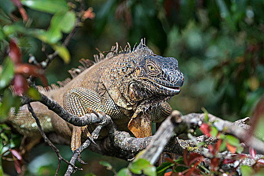 绿鬣蜥,树上,哥斯达黎加,中美洲