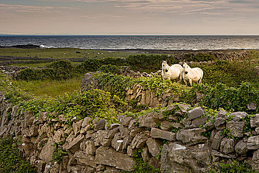 伊尼什莫尔岛尔,岛屿,阿伦群岛,爱尔兰,马,后面,岩石,栏杆