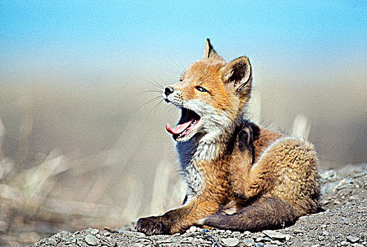 红狐,幼仔,狐属,挠,痒,靠近,窝,育空,加拿大