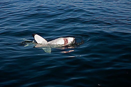 大白鲨,沙鲨属,成年,水面,张嘴,福尔斯湾,南非