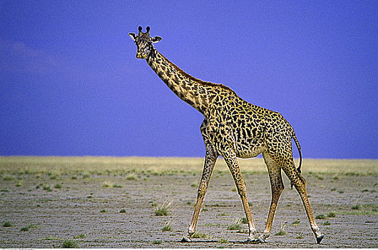 马赛长颈鹿,马赛马拉野生动物园,肯尼亚,非洲