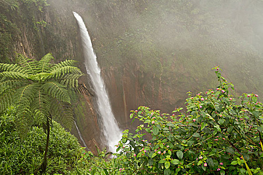 瀑布,国家公园,雾林,哥斯达黎加