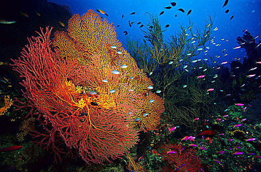 珊瑚礁,所罗门群岛