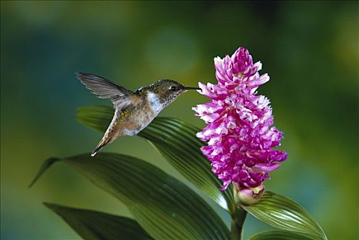 雌性,进食,授粉,花,兰花,蒙特维多云雾森林自然保护区,哥斯达黎加