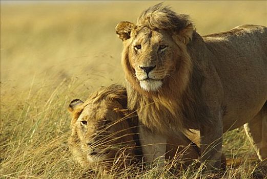 非洲狮,狮子,幼小,肯尼亚