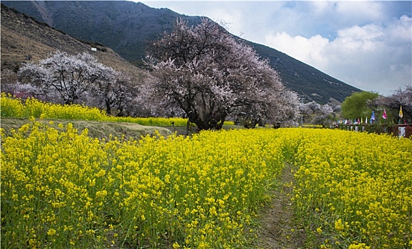 油菜花海桃花谷