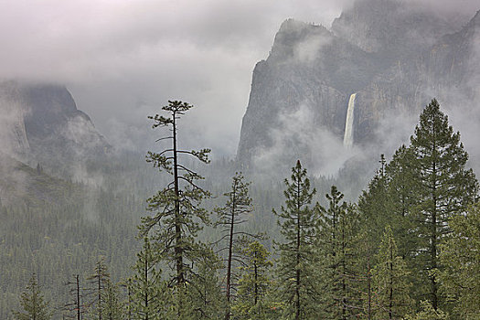 瀑布,树林,婚纱瀑,优胜美地山谷,优胜美地国家公园,加利福尼亚,美国