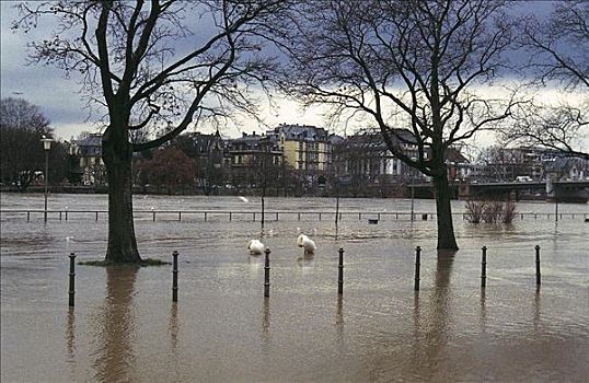 洪水,堤岸,街道,雨,恶劣天气,德国,欧洲