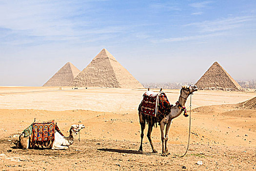 骆驼,正面,吉萨金字塔,埃及