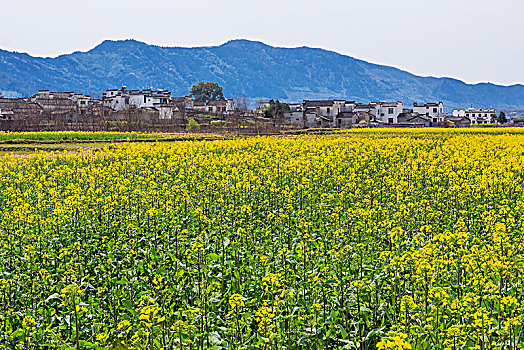 油菜花开