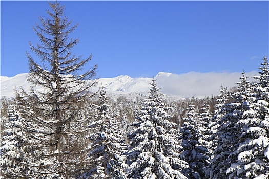 长白雪松