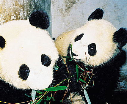 两个,巨大,熊猫,吃
