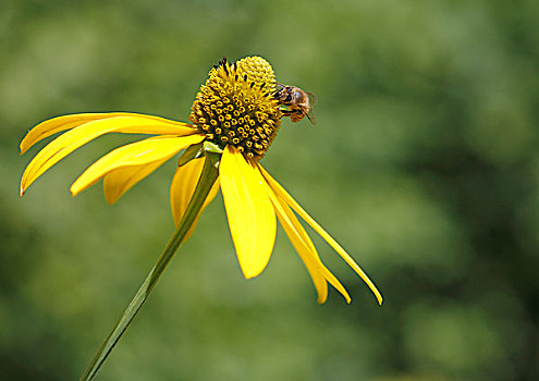 蜜蜂,花,光泽,金花菊