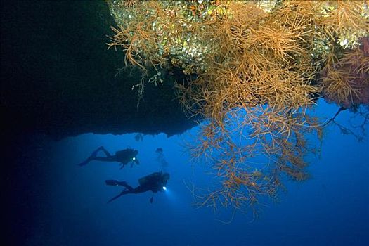 密克罗尼西亚,潜水者,探索,黑色,珊瑚,蓝色,洞