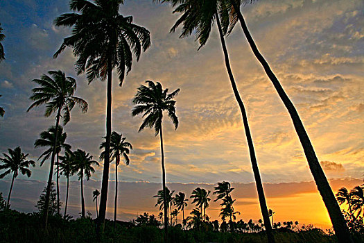 日出,热带天堂,椰树,树,岛屿,群岛,莫桑比克
