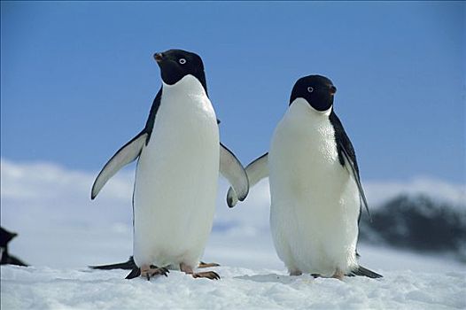阿德利企鹅,一对,南极
