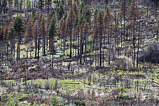 残留,森林火灾,近郊,优胜美地国家公园,加利福尼亚,美国