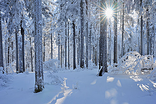 雪,遮盖,树林,格罗塞尔,图林根州,德国