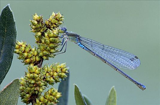 蓝尾蜻蛉,长叶异痣蟌,女性,植物,欧洲