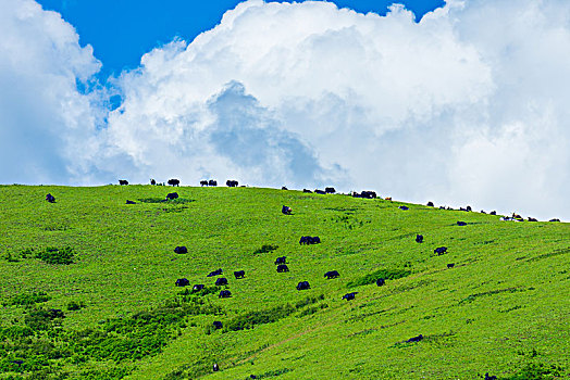 草原牧场山坡