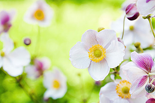 花,花园,银莲花,日本山茶