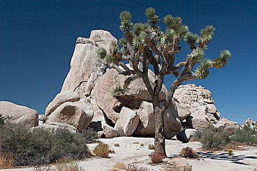 丝兰,树,荒芜,岩石构造,蓝天,棕榈泉,加利福尼亚,美国