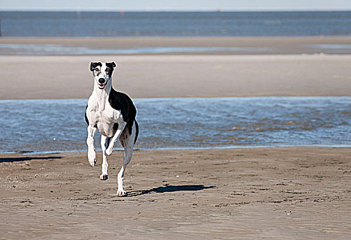 灰狗,跑,海滩