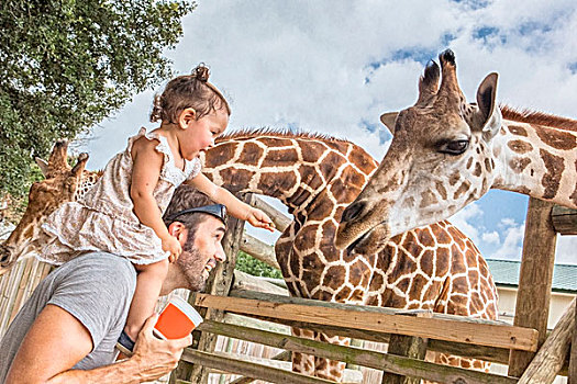 女婴,父亲,肩部,喂食,长颈鹿,动物园