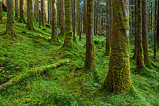 苔藓,树干,林中地面,针叶树,树林,奥尔湖,阿盖尔郡,苏格兰