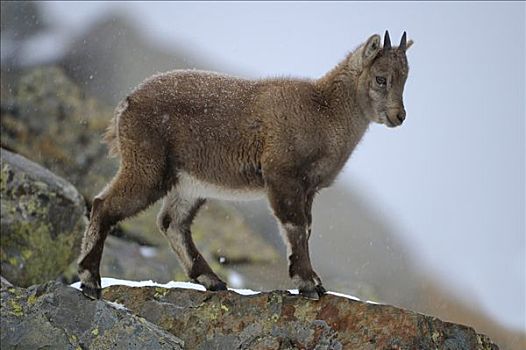阿尔卑斯野山羊,羱羊,攀登,亮光,降雪