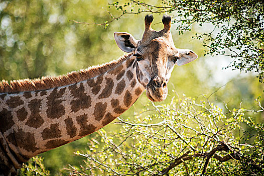长颈鹿,克鲁格国家公园,南非