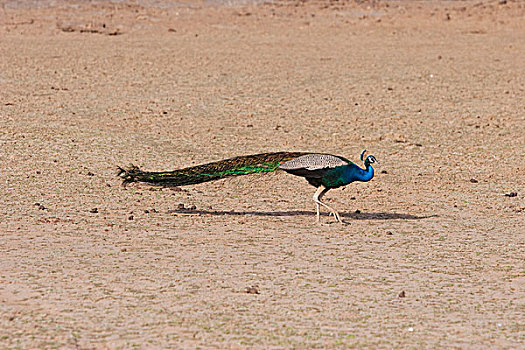 孔雀,国家公园,拉贾斯坦邦,印度