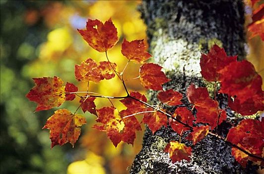 糖枫,叶子,糖槭,秋色,东方,加拿大,深秋,摩利斯,国家公园
