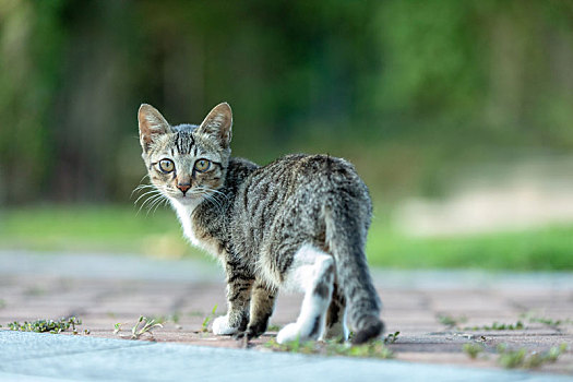 后院花园里玩耍的可爱猫眯