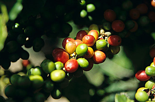咖啡,植物,红色,绿色,浆果