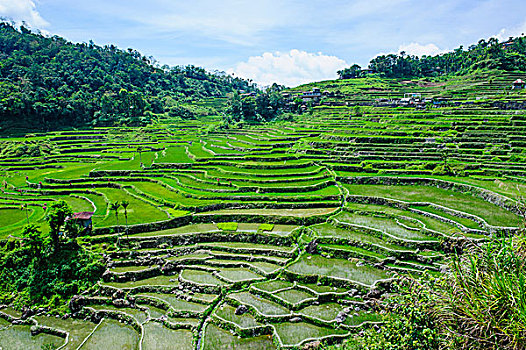 稻米梯田,世界遗产,巴纳韦,吕宋岛,菲律宾