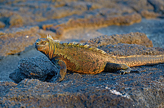 海鬣蜥,费尔南迪纳岛,加拉帕戈斯群岛,厄瓜多尔,南美