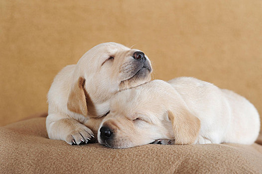 拉布拉多犬,黄色,小狗,3周,睡觉,毯子,奥地利,欧洲