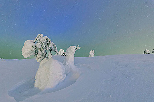 冰冻,树,雪,木头,框架,星空,寒冷,极地,夜晚,库萨莫,区域,拉普兰,芬兰,欧洲