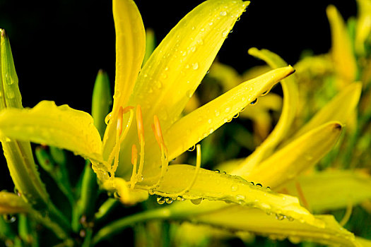 露珠,黄花菜,蜜蜂