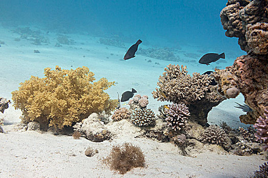 珊瑚礁,热带,海洋,水下