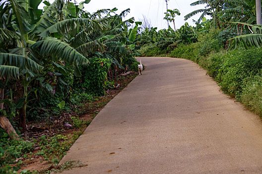 马路,路,道路,公路,小路,小道,水泥路,路线,出行,郊外,野外,乡村,茂密,植物,林荫,树林,树丛,绿地,植被,绿色,无人,方向,白天,运输,线条,弯道,弯曲