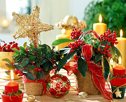 茵芋属,日本山茶,装饰,圣诞节