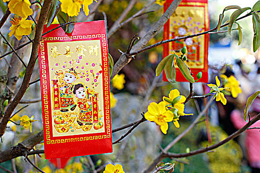越南,胡志明市,春节,装饰,黄色,树,幸运