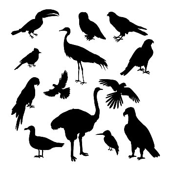鸟,剪影,矢量,插画,动物,模版,自然,概念,宠物,店,广告,鹦鹉,鸟类,猫头鹰,许多,不同,隔绝,白色背景,背景