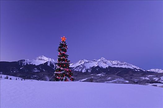 装饰,圣诞树,仰视,顶峰,冬天,特柳赖德