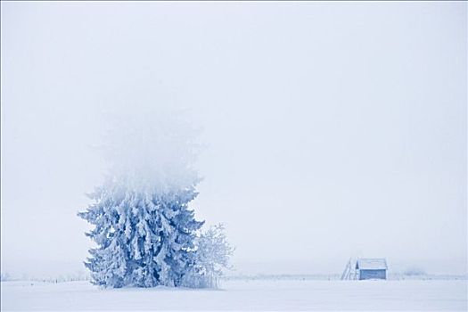 霜,巴伐利亚,山峦,阿尔卑斯山,白霜,树,科赫尔湖,上巴伐利亚,德国,冬天